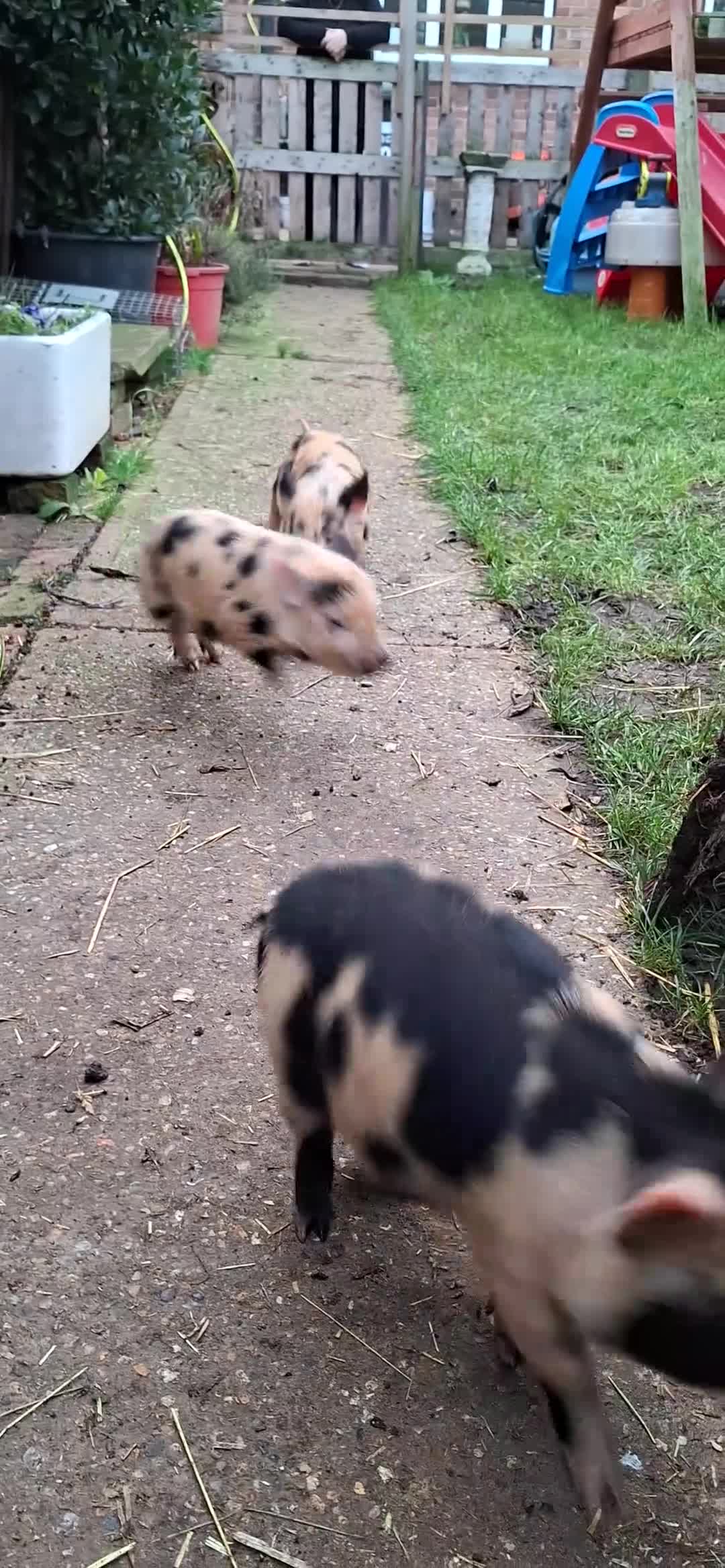 Pig livestock for sale: Kune June piglets - Video 1