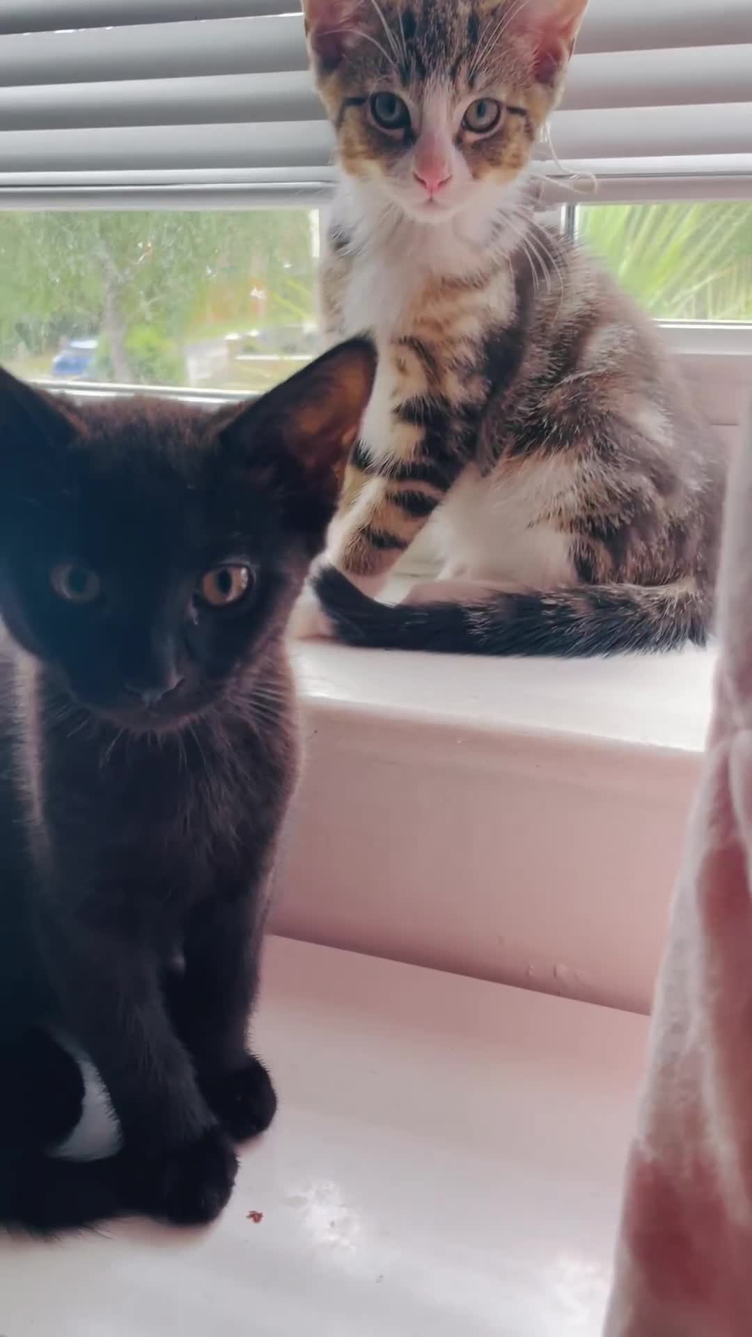 Mixed Breed cats for sale: Beutiful kittens for sale - Video 1