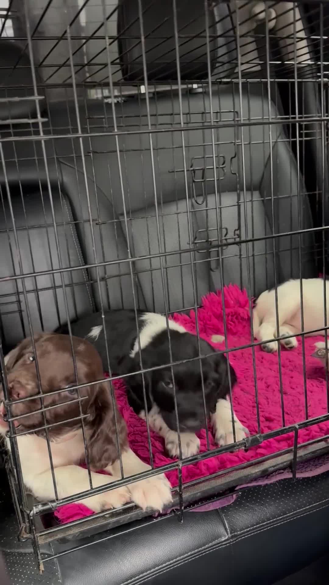 English Springer Spaniel dogs for sale: Hip/Elbow Scored and Health Tested, KC Springers  - Video 2