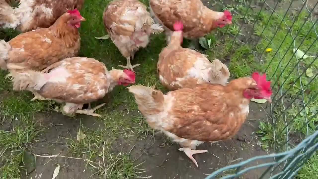 Chickens poultry for sale: Chicken for sale  - Video 1