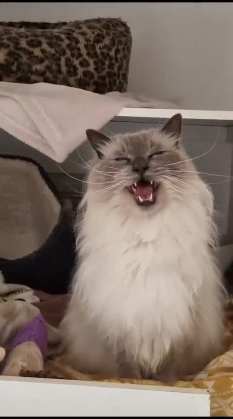 Ragdoll cats for sale: Adorable Loving Ragdoll Boy - Video 1