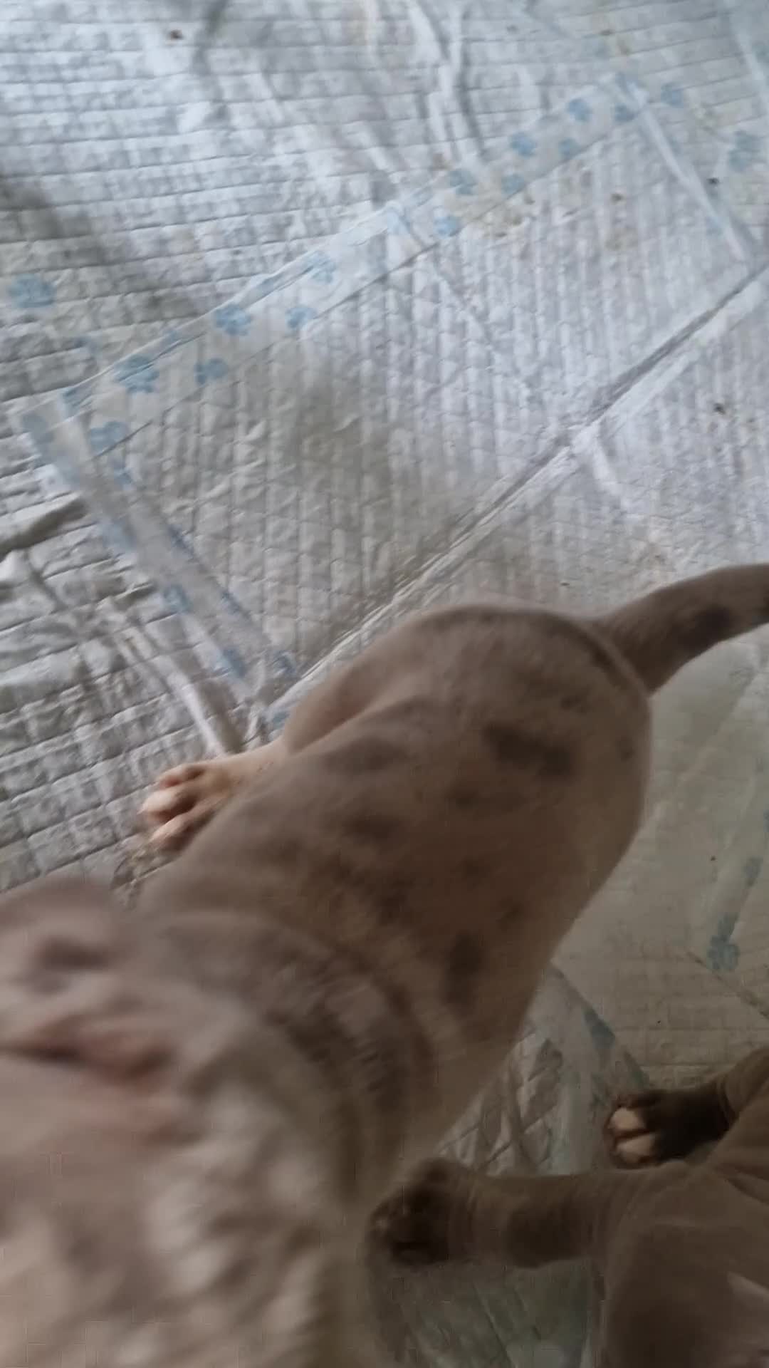 Mastiff dogs for sale: Stunning mastiff puppies - Video 2