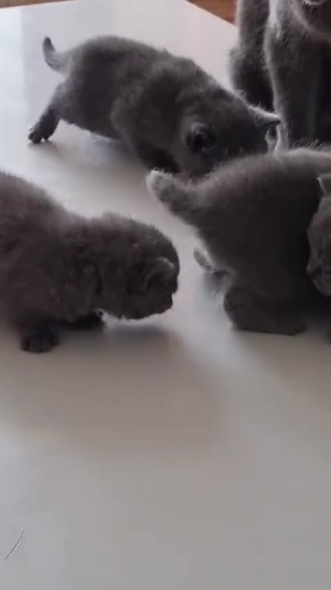 British Shorthair cats for sale: Adorable 100% British Shorthair Kittens - Video 2