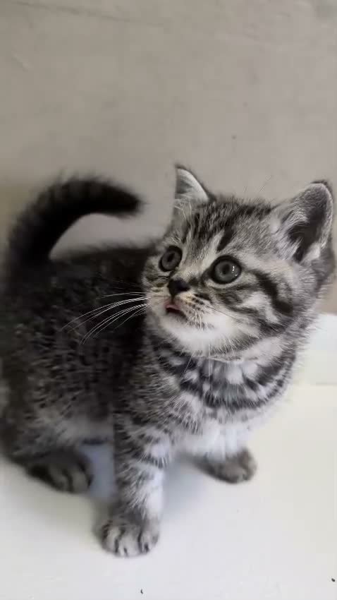 British Shorthair cats for sale: Show-Worthy Classic Silver Tabbies😻Pedigree BSH🤍 - Video 4