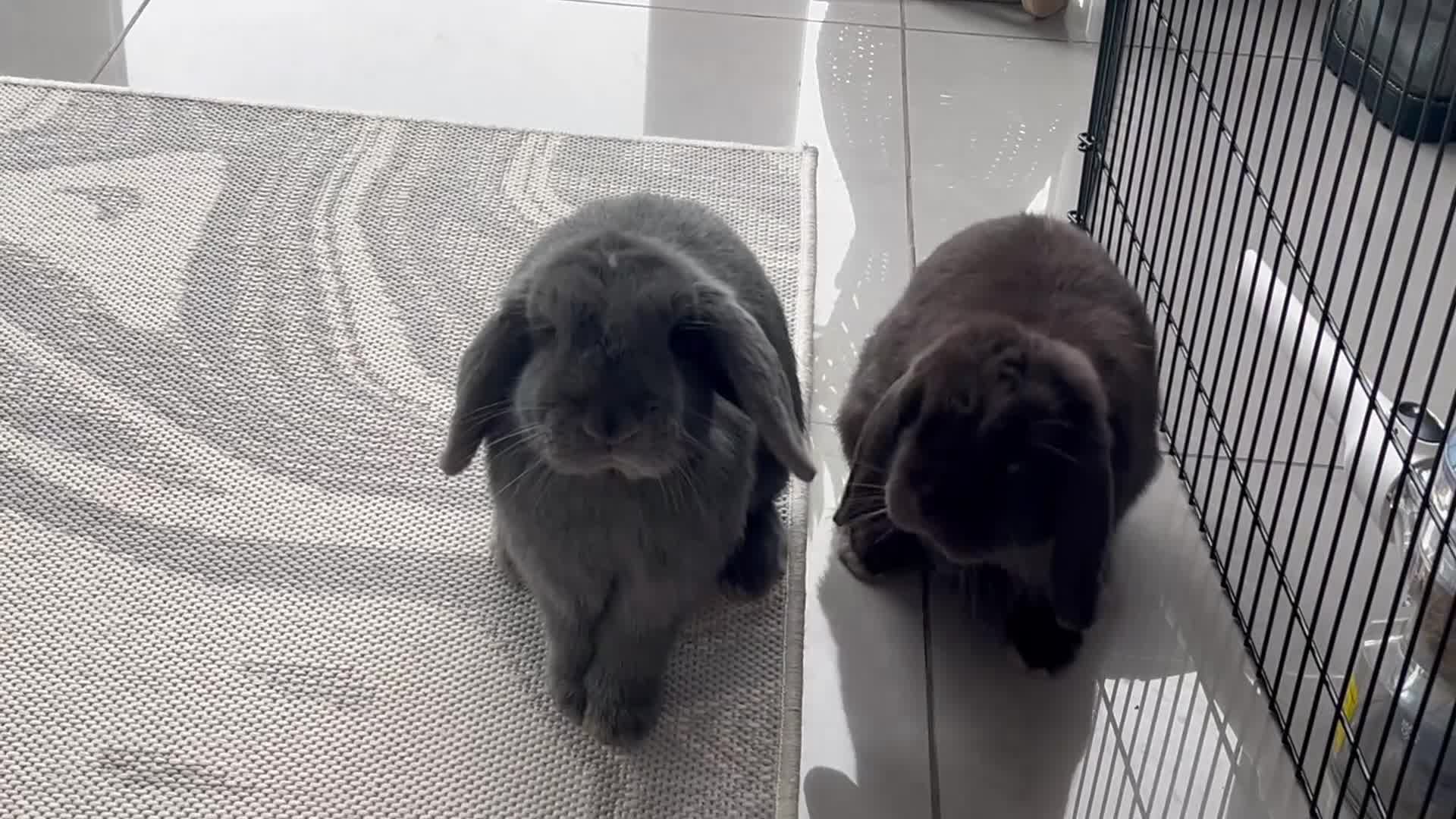 Mini Lop rabbits for sale: Male bonded pair mini lops in Coventry - Video 1