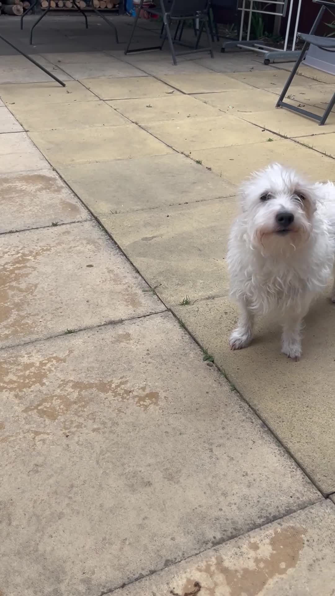 Mixed Breed dogs for sale: Beautiful female dog in Thetford - Video 1