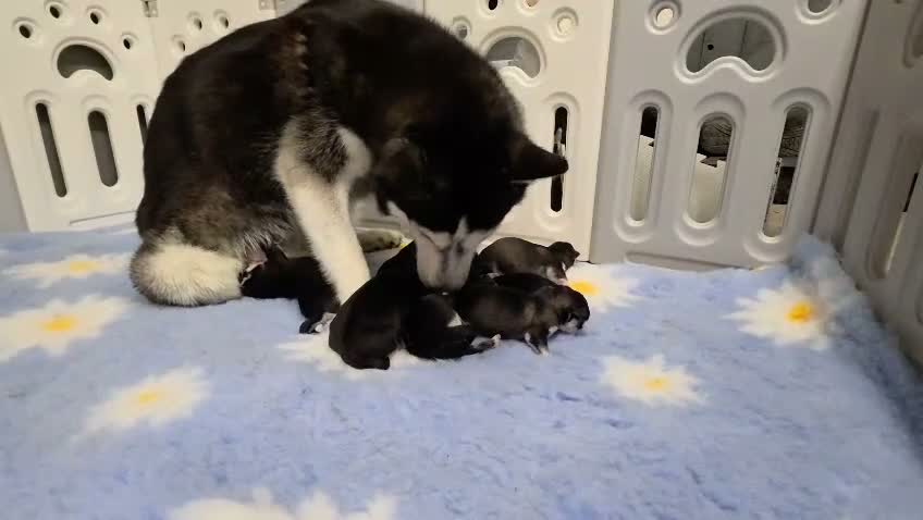 Siberian Husky dogs for sale: Pedigree husky puppies  in Clacton-on-Sea - Video 1