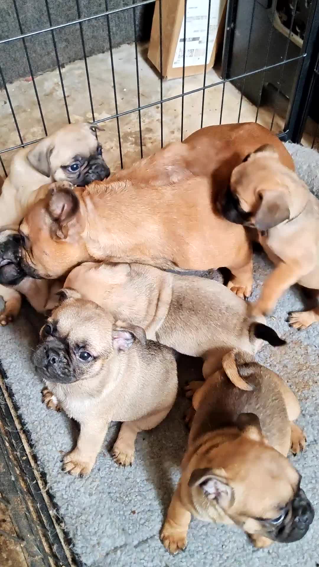 Frug dogs for sale: Mrs H D Keld - Video 1