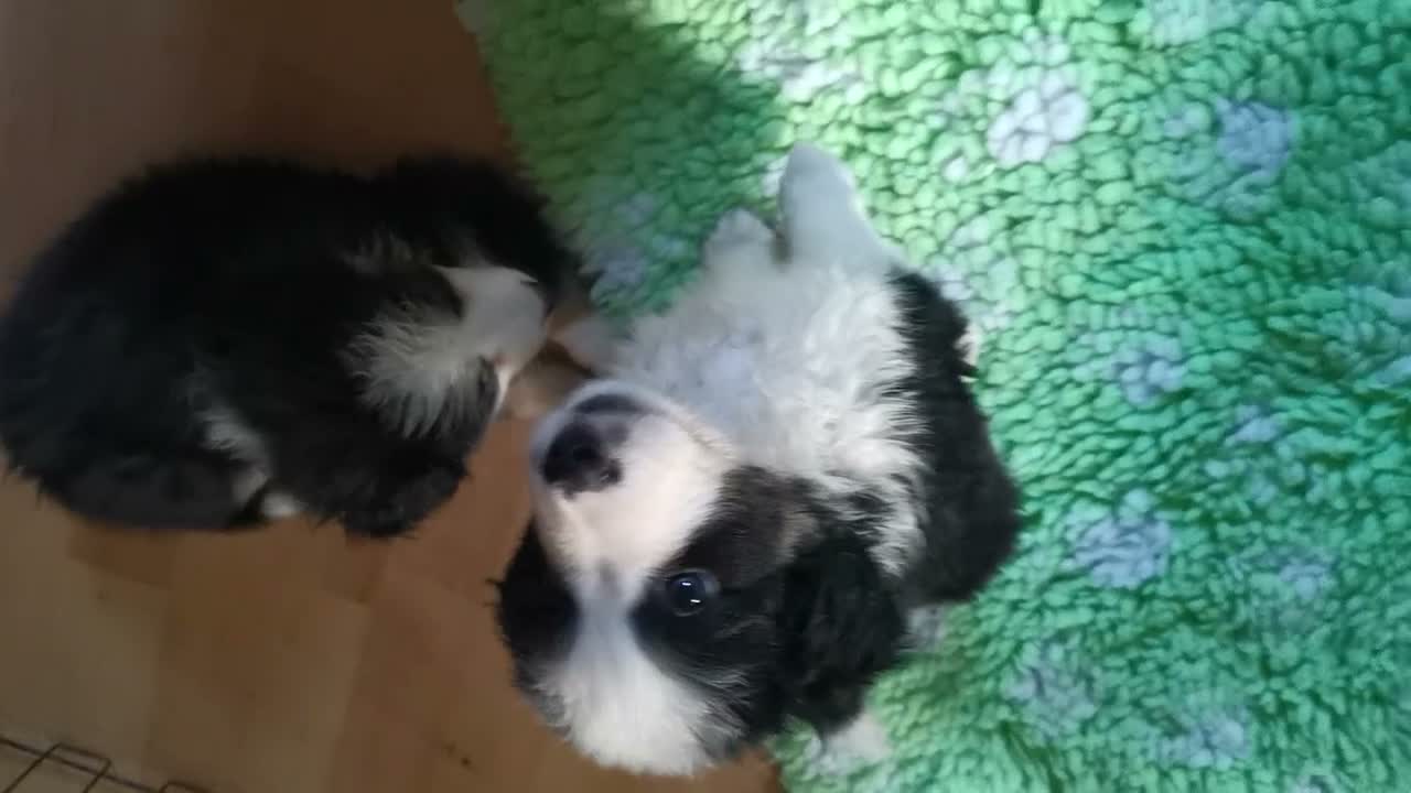 Mixed Breed dogs for sale: Beautiful Bordernese  - Video 5