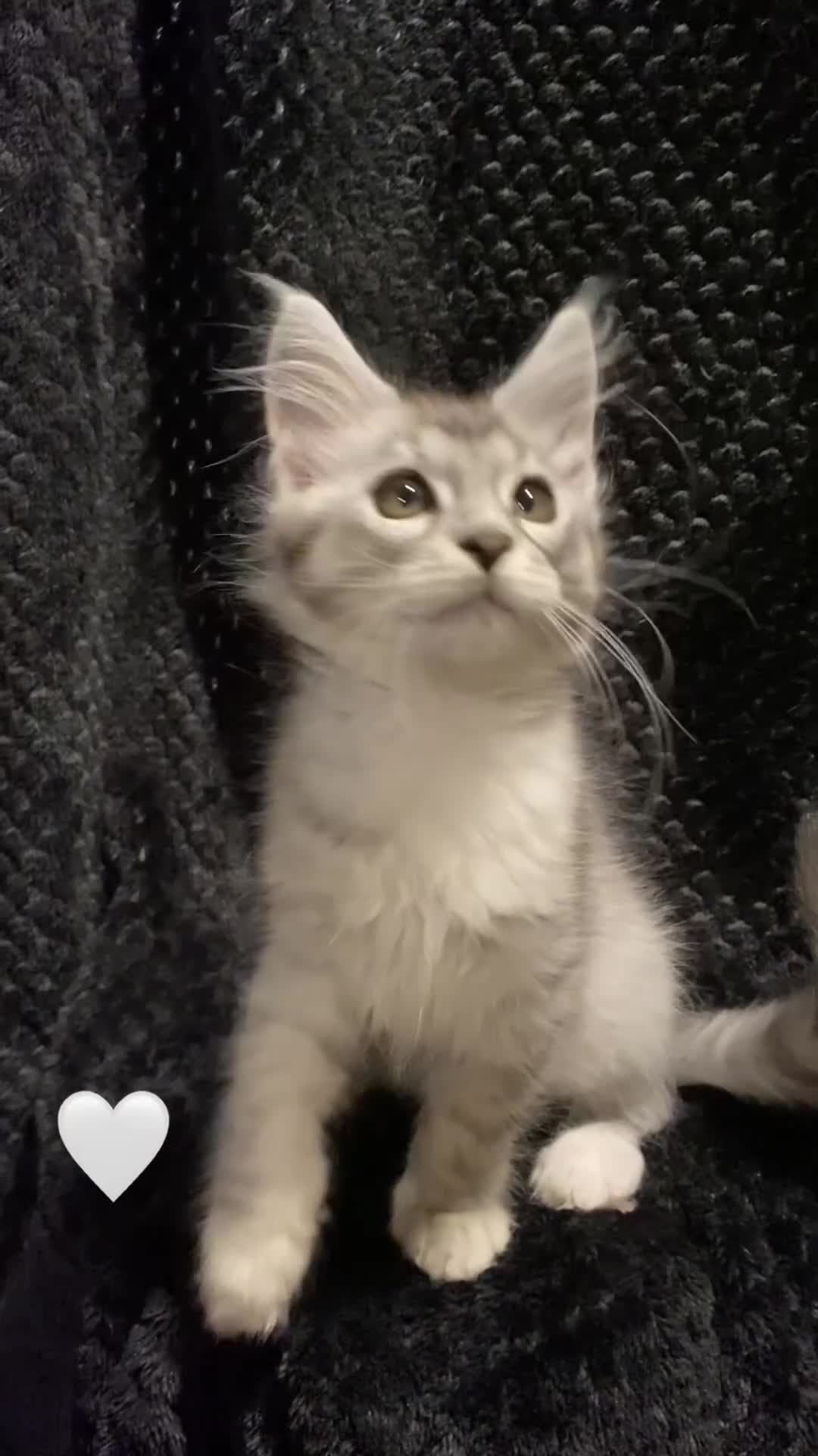 Maine Coon cats for sale: Monarch Maine coon cats - Video 5