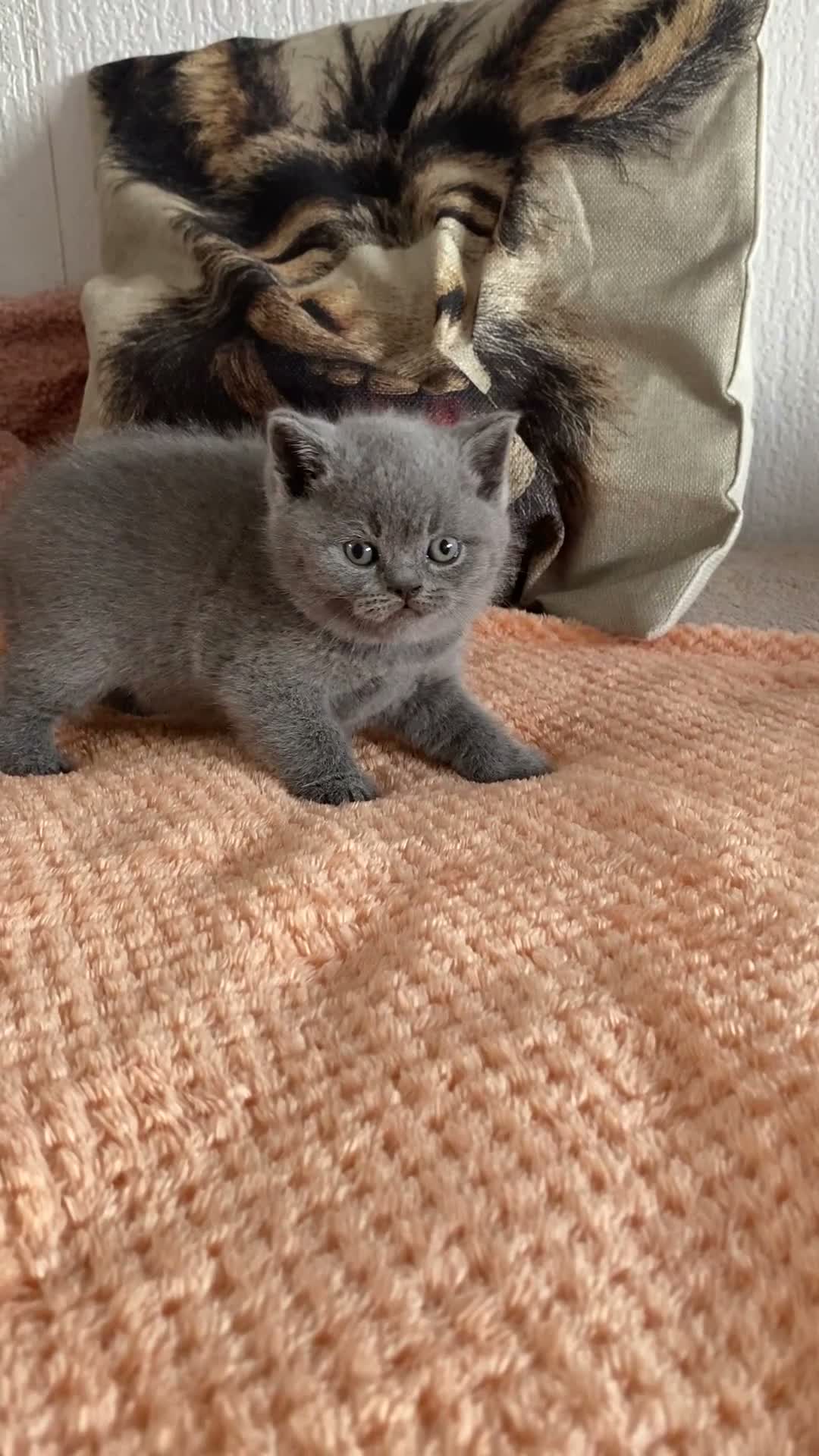 British Longhair cats for sale: British shorthaired kittens  - Video 2