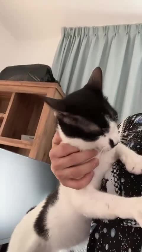 Mixed Breed cats for adoption: OSCAR - THE KISSER !!CANNOT HELP HIMSELF 2B CUDDLY - Video 2