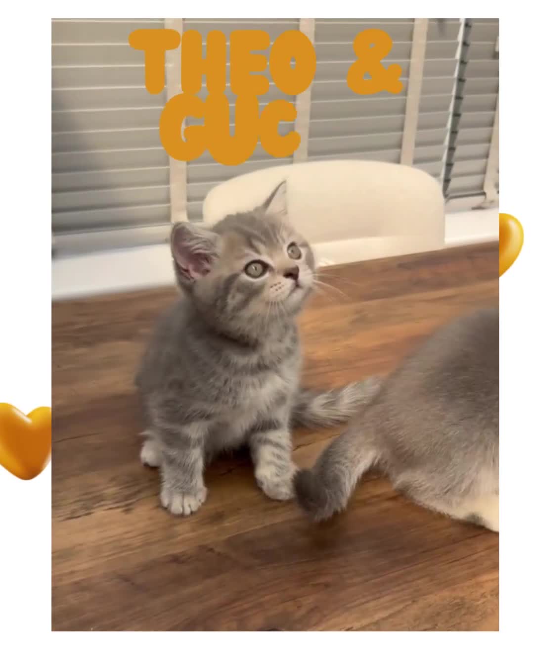 Scottish Fold cats for sale: 🐾 Stunning Scottish Fold Kittens - Ready Soon!🐾 - Video 4