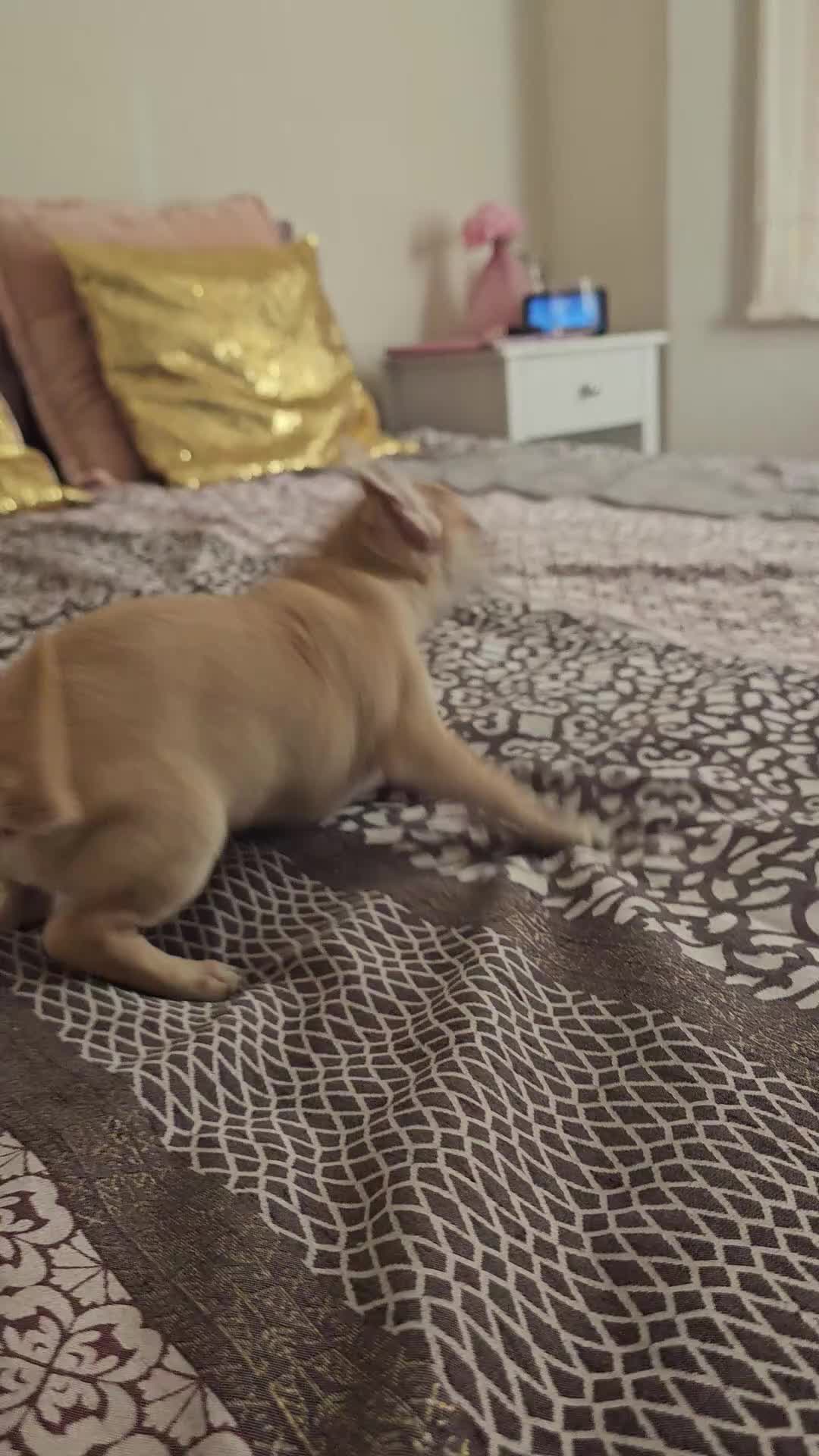 Chihuahua dogs for sale: Chihuahuas for SALE! - Video 1