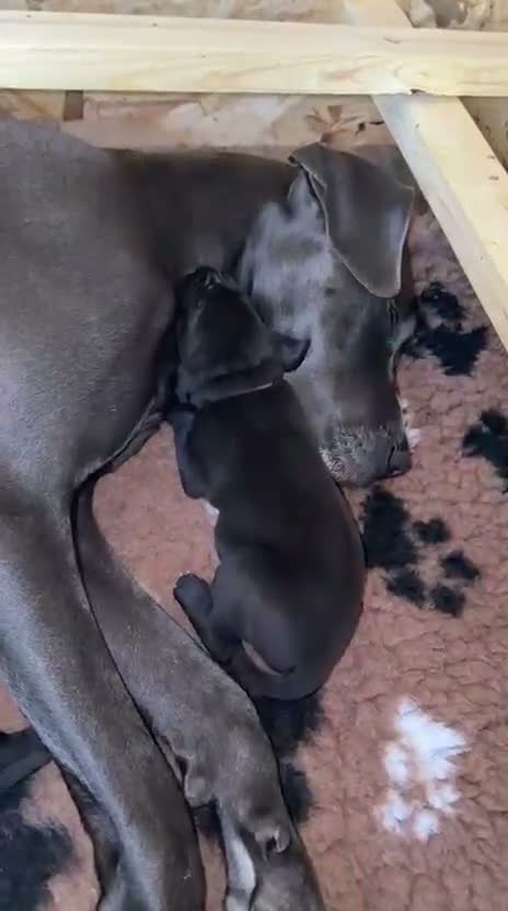 Great Dane dogs for sale: Champion blood exceptional quality black GreatDane - Video 1