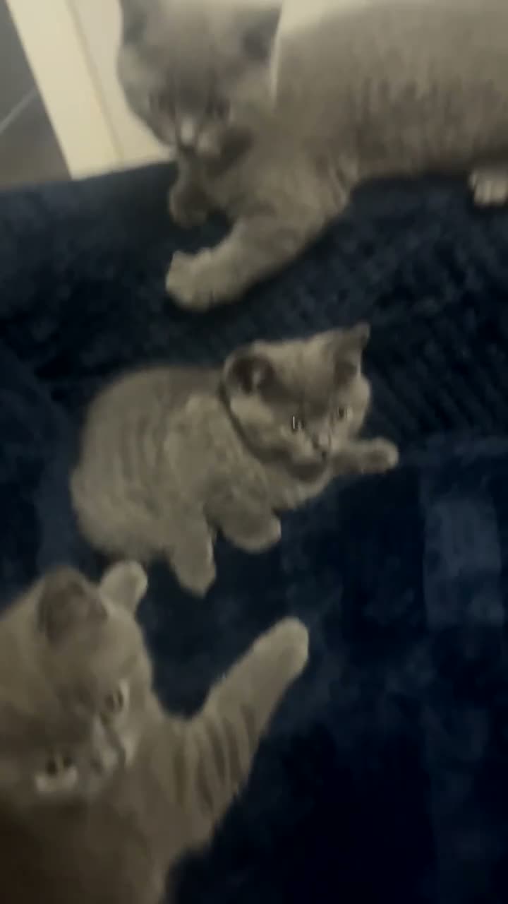 British Shorthair cats for sale: 4 british short hair kittens for sale - Video 5