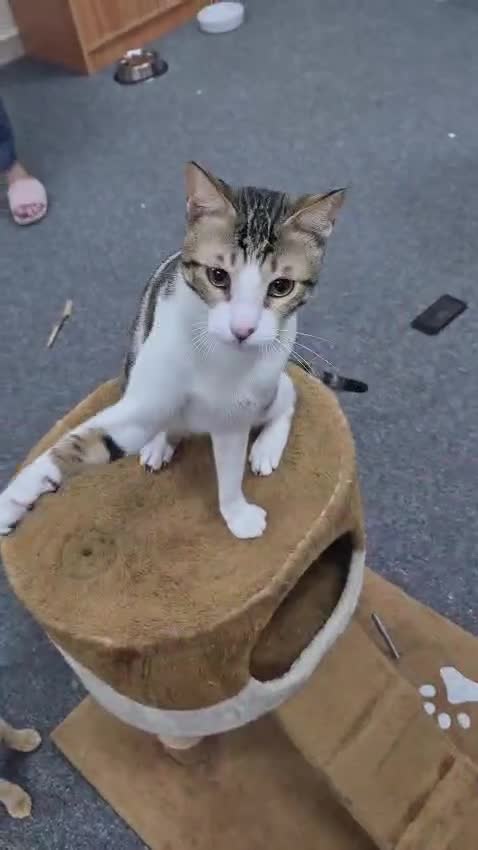 Arabian Mau cats for sale: Beautiful 1yr old Arabian Mau. - Video 2