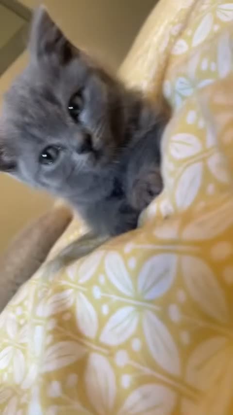 British Shorthair cats for sale: 🐾 British short hair kittens🐾 in Tamworth - Video 1