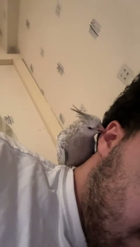 Cockatiels birds for sale: Beuno :) - Video 1