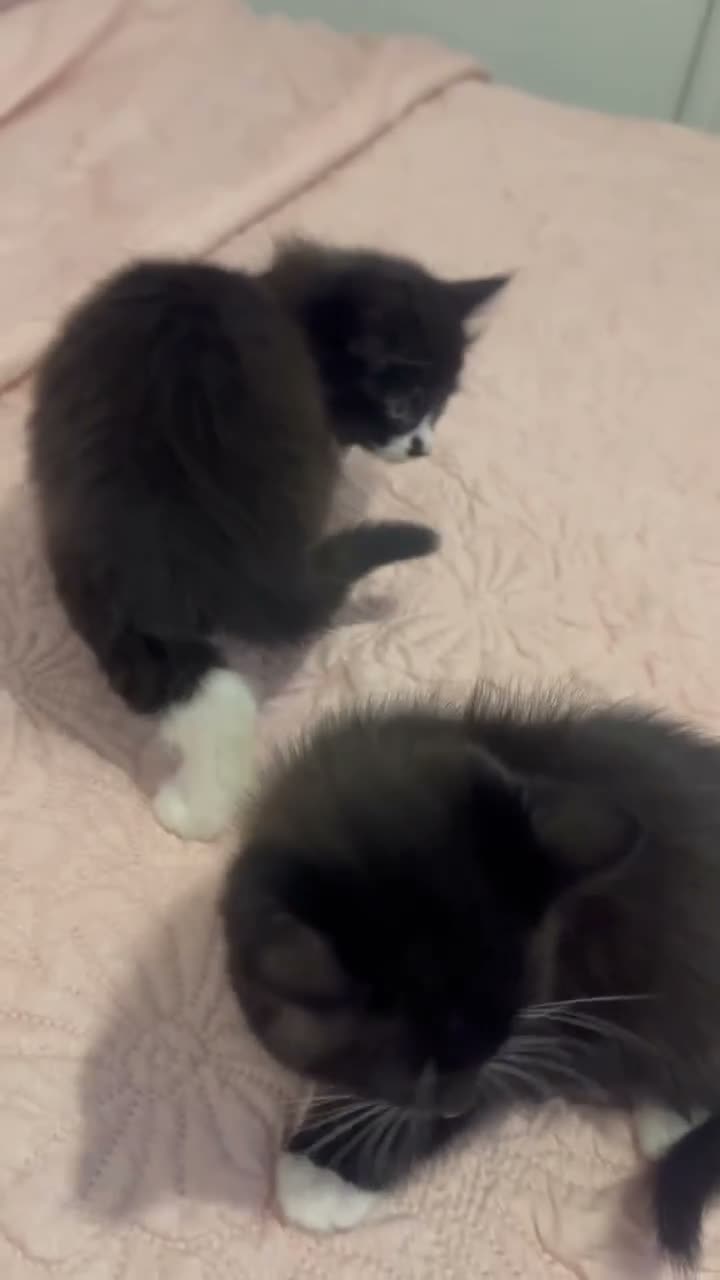 Mixed Breed cats for sale: Kitten  in Wolverhampton - Video 1