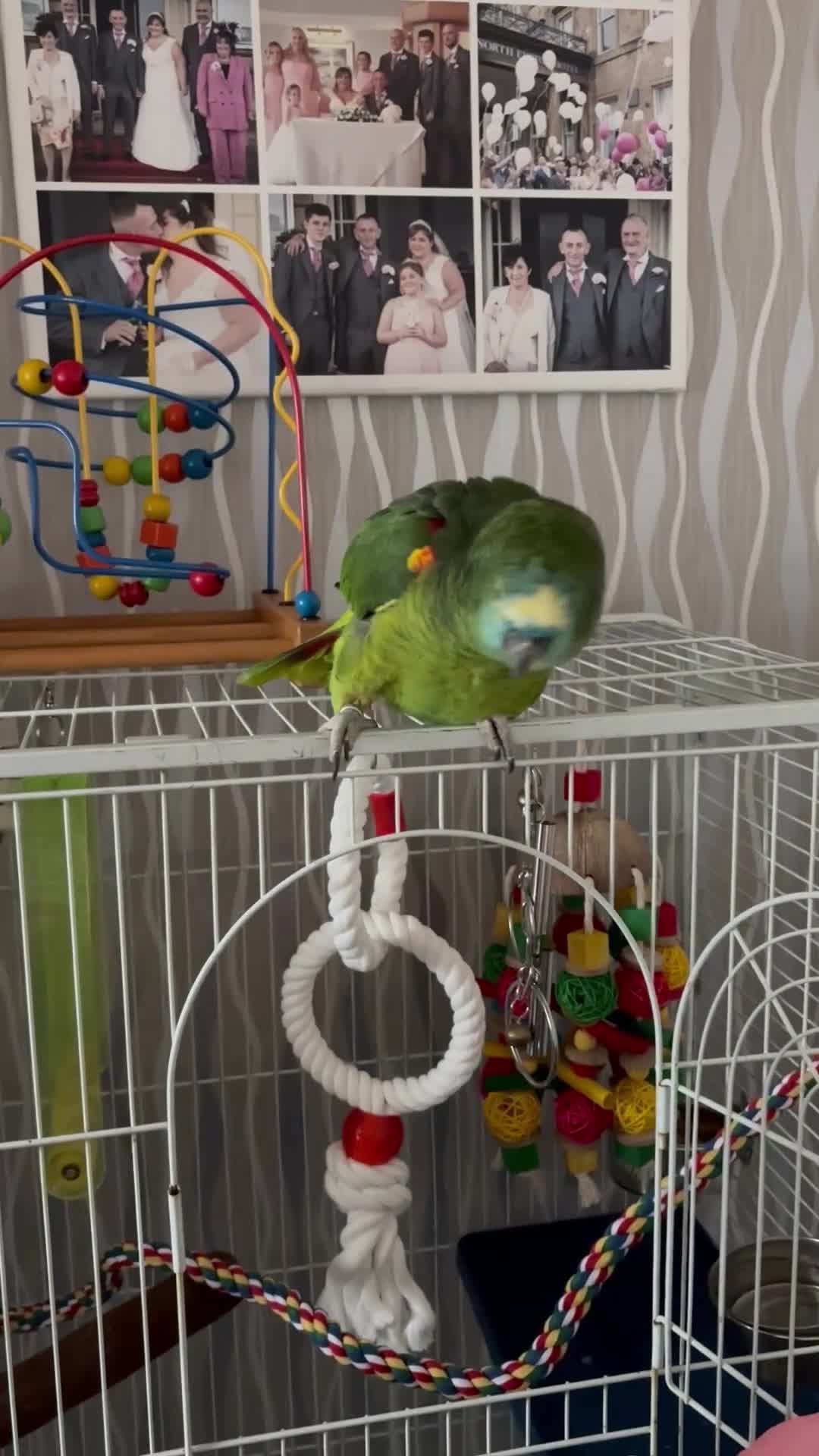 Parrots birds for sale: Blue fronted Amazon - Video 1