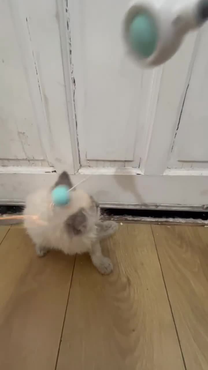 Ragdoll cats for sale: Finding new homes for 6 ragdoll kittens - Video 2