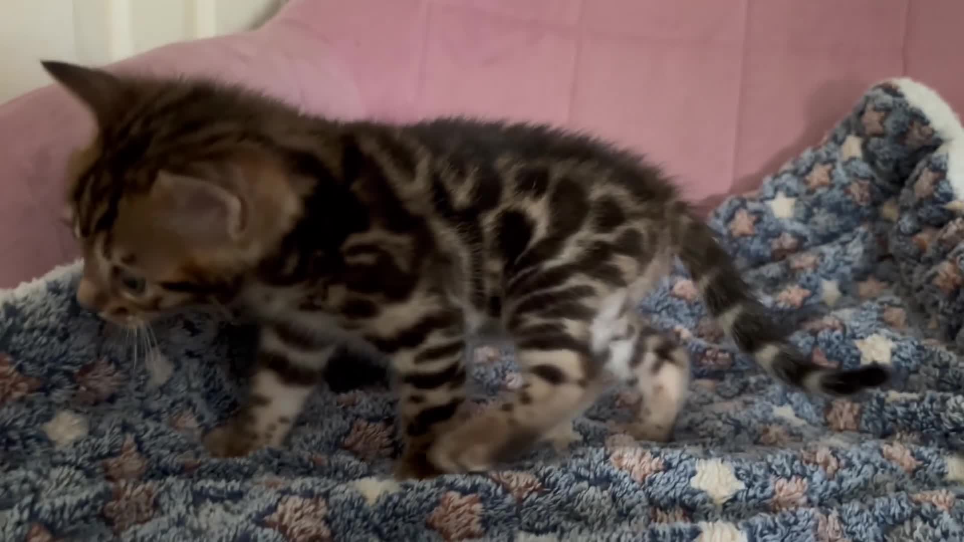 Bengal cats for sale: Stunning brown TICA reg boy bengal kitten - Video 2