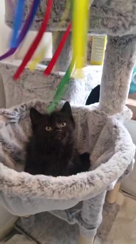 Mixed Breed cats for sale: 3 beautiful male kittens in Nottingham - Video 4