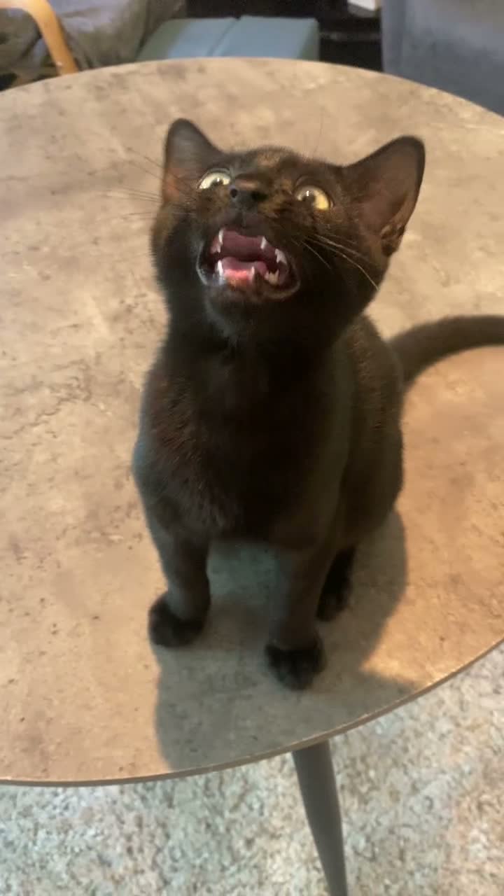 Mixed Breed cats for sale: Panther–Playful&Loving Kitten,Fully Litter Trained - Video 1