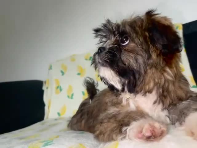 Shih Tzu dogs for sale: Lovely golden boy shih tzu for sale - Video 3