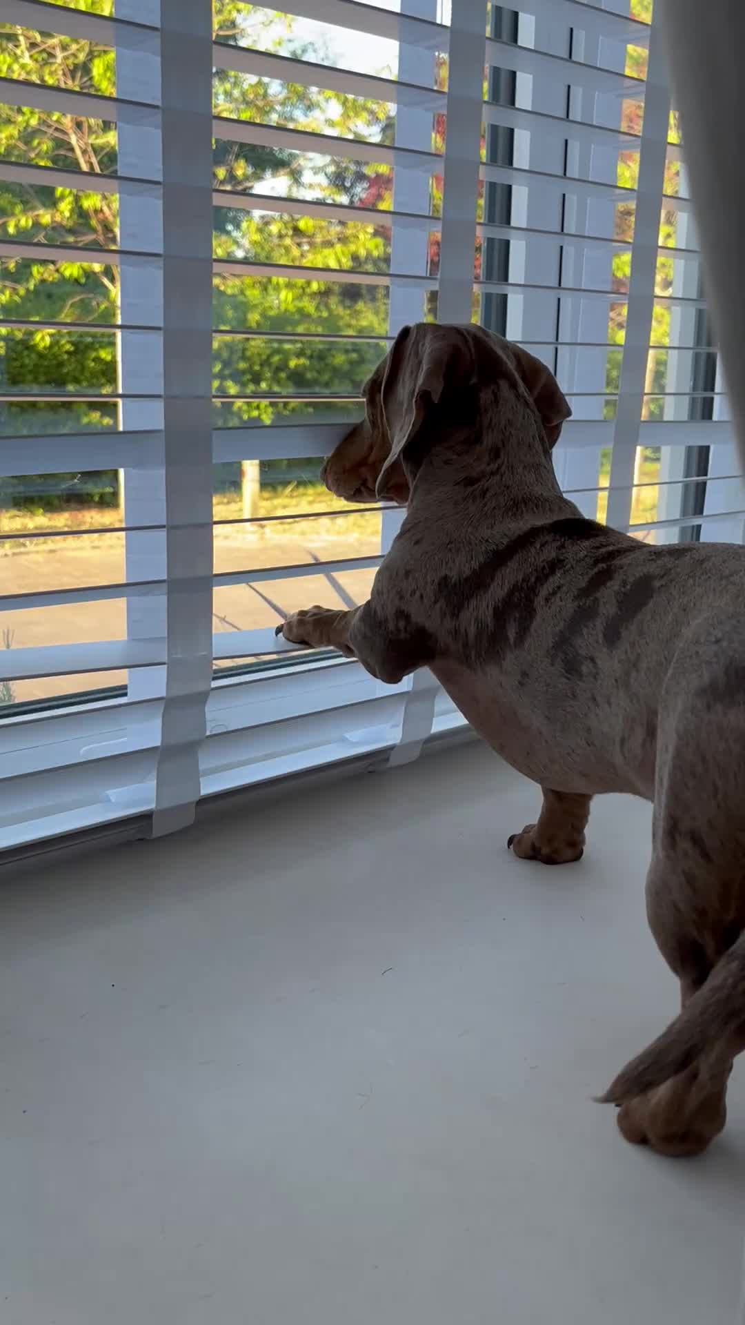 Miniature Dachshund dogs for stud: Isabella Dapple STUD carrying CREAM - Video 1