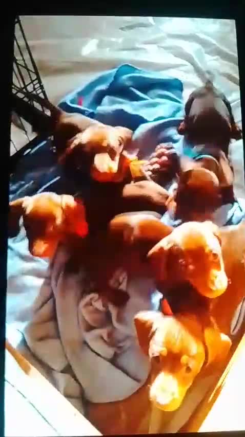 Miniature Dachshund dogs for sale: FULLY VACCINATED, READY NOW, PRA ClR, KC Reg pups - Video 1