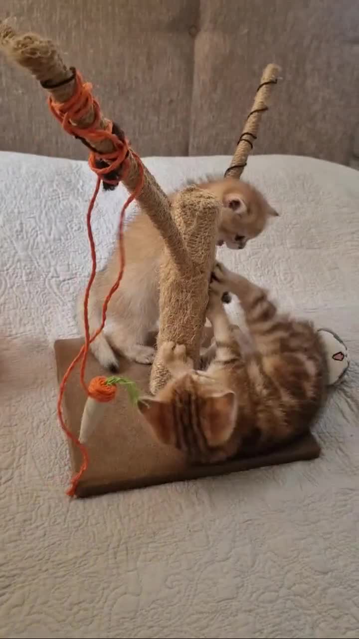 British Shorthair cats for sale: NY12 TICA GOLDEN BRITISH SHORTHAIR KITTENS  - Video 1