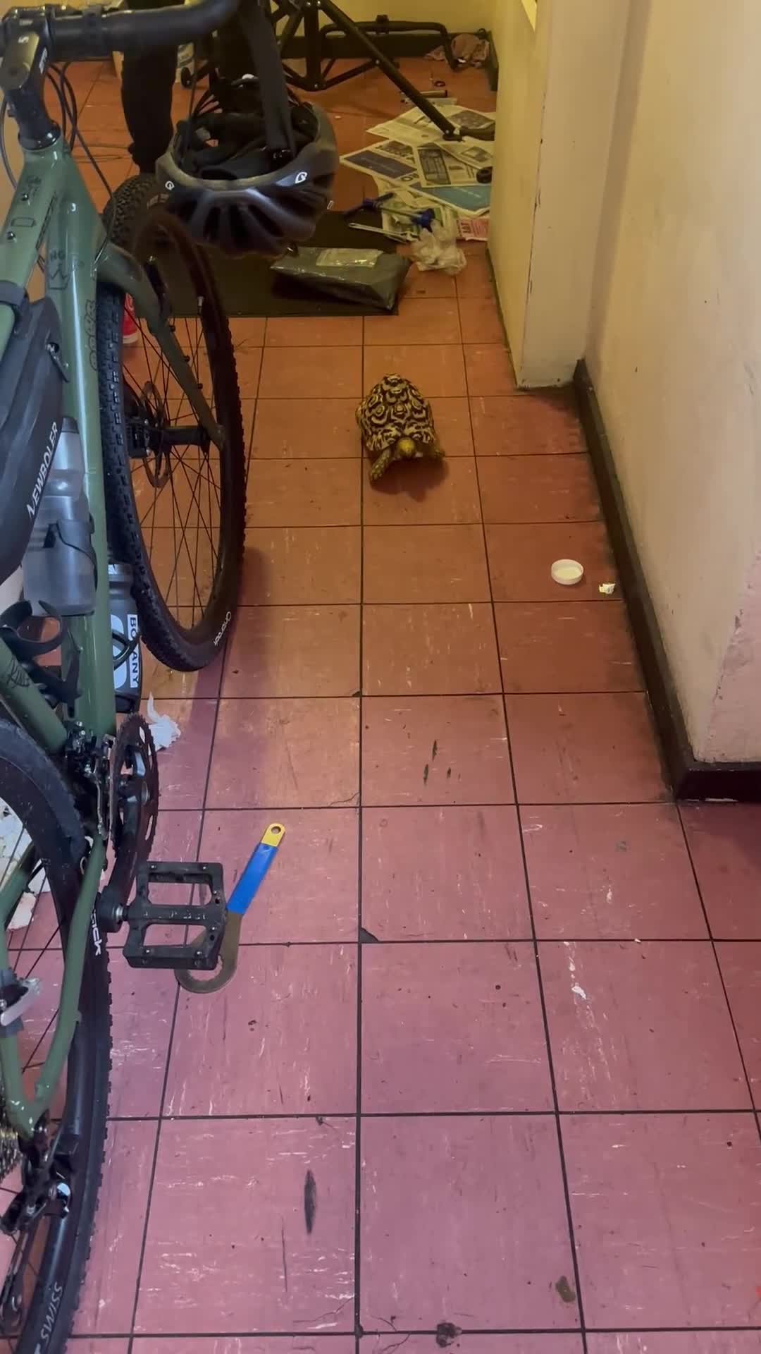 Tortoise reptiles for sale: Leopard tortoise in Barking - Video 3