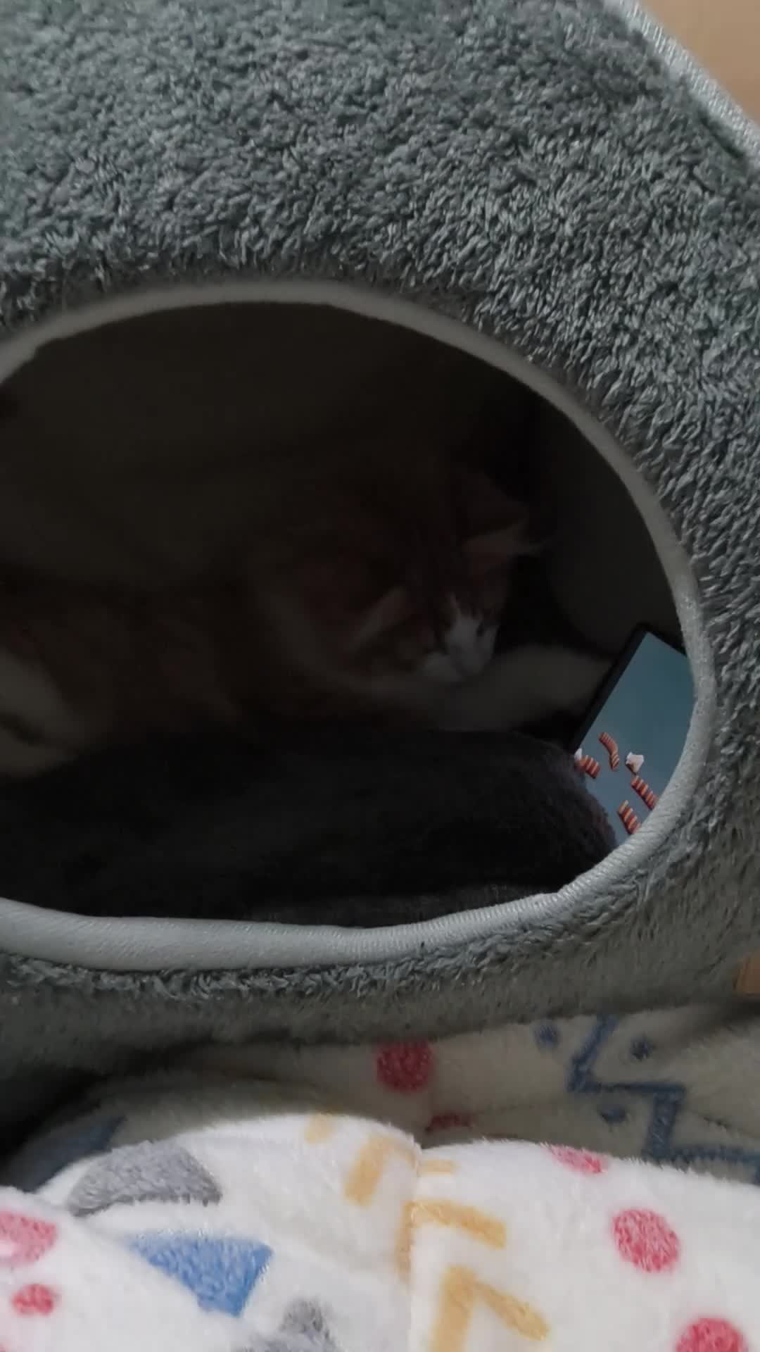 Mixed Breed cats for sale: Ketchup  - Video 1