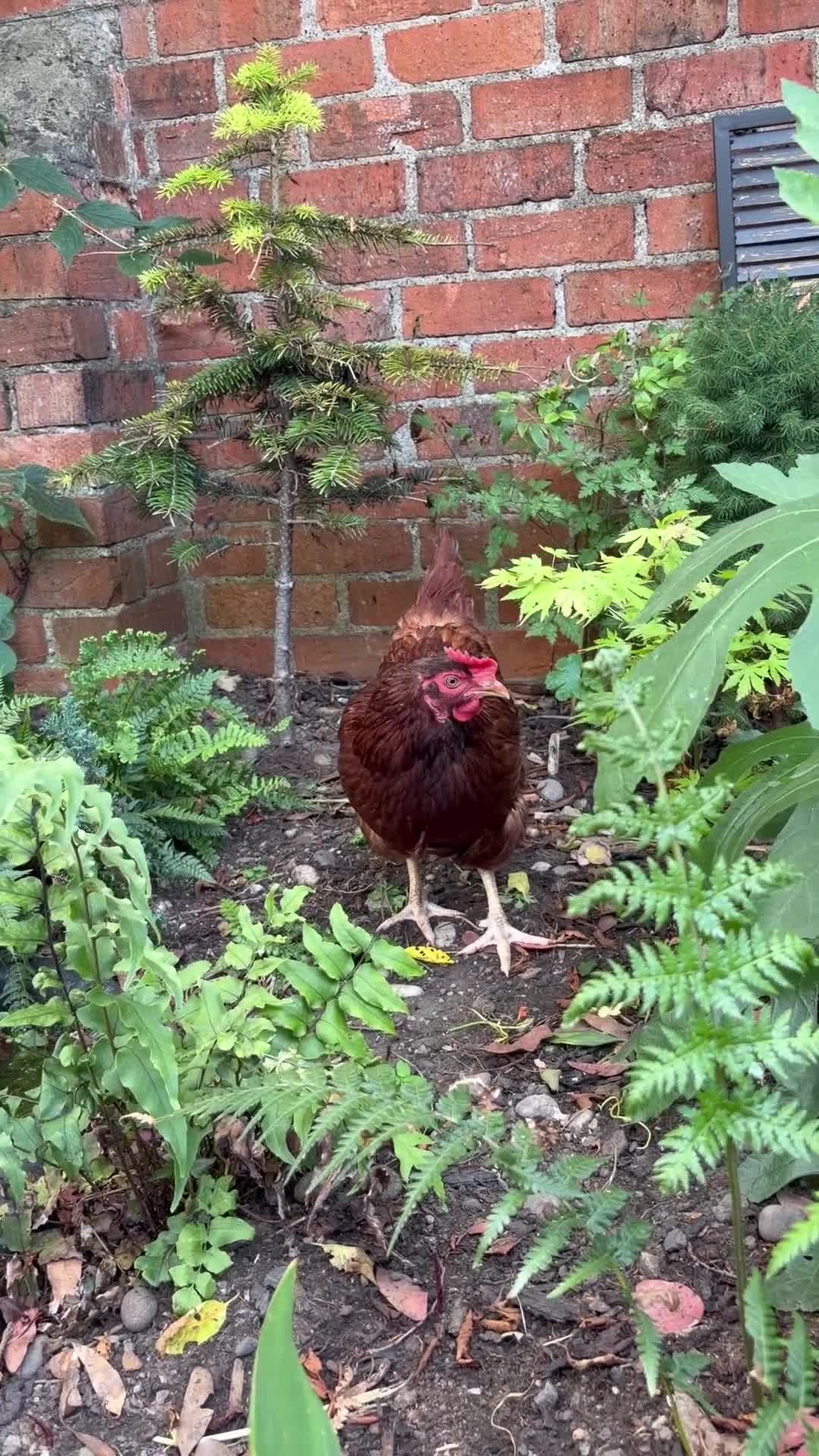 Mixed Breed poultry for sale: 7 hens  - Video 1
