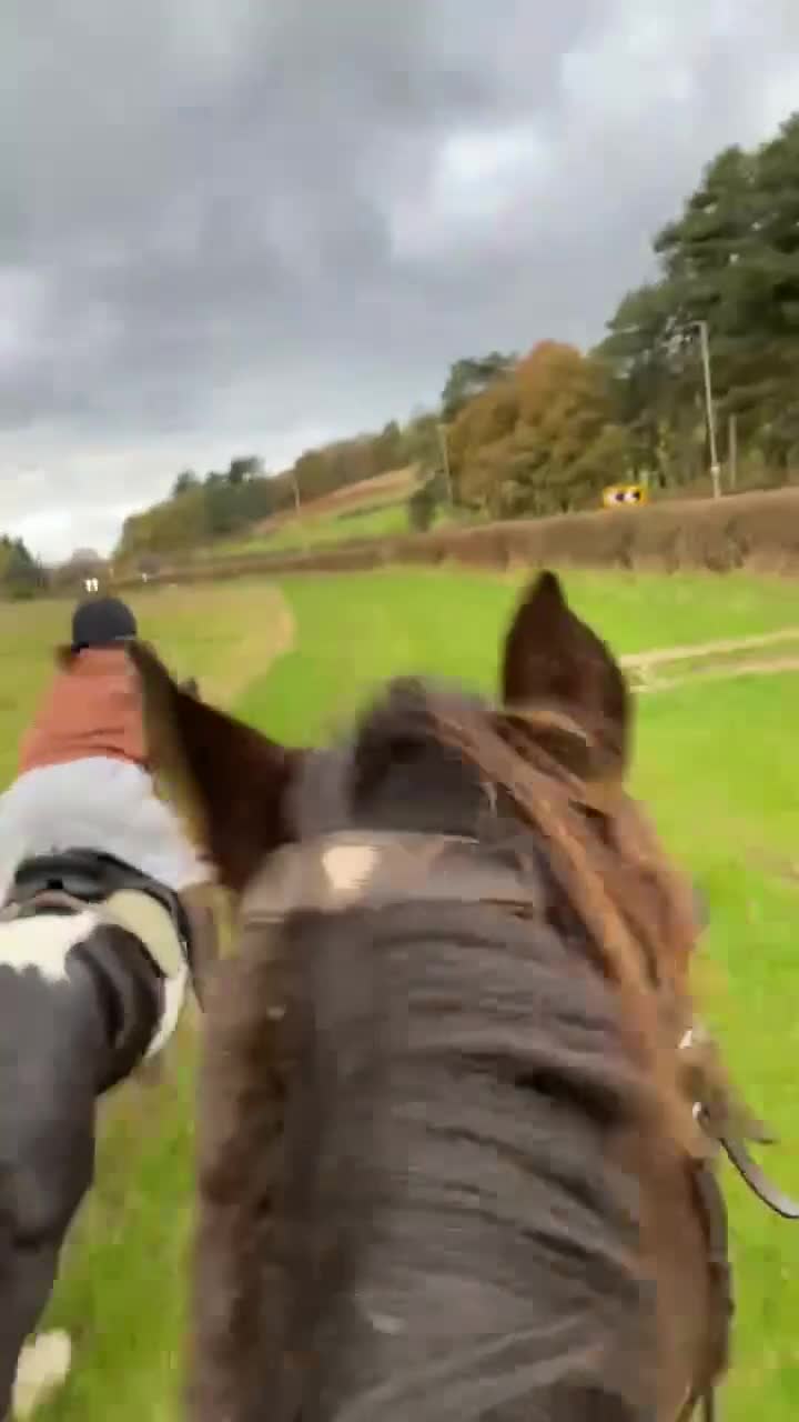 Other Breed horses for sale: Lady athena - Video 3