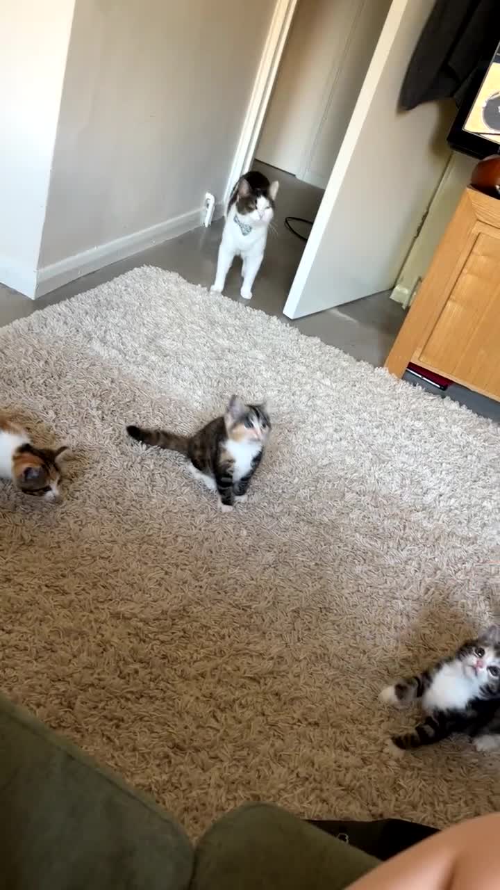 Mixed Breed cats for sale: Three female kittens looking for homes - Video 1