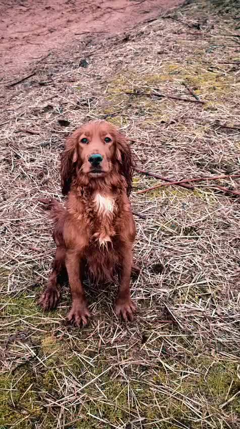 Cocker Spaniel dogs for sale: Gorgeous litter of working cocker spaniel puppies - Video 1