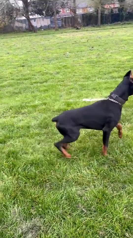 Dobermann dogs for stud: Doberman stud  - Video 1