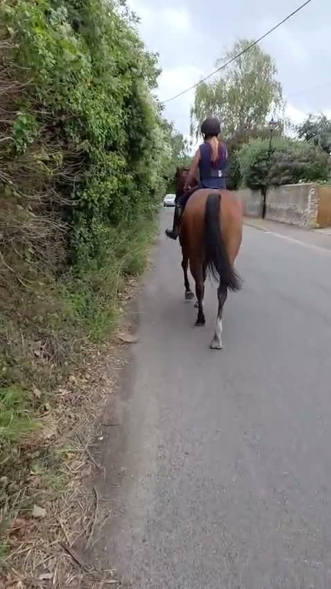 English Thoroughbred horses for sale: Beautiful bay TB mare in Deal - Video 1