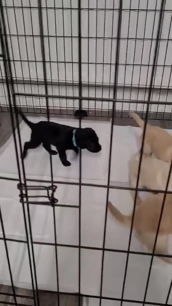 Labrador Retriever dogs for sale: KC Registered Black & Golden Labrador Puppies - Video 1
