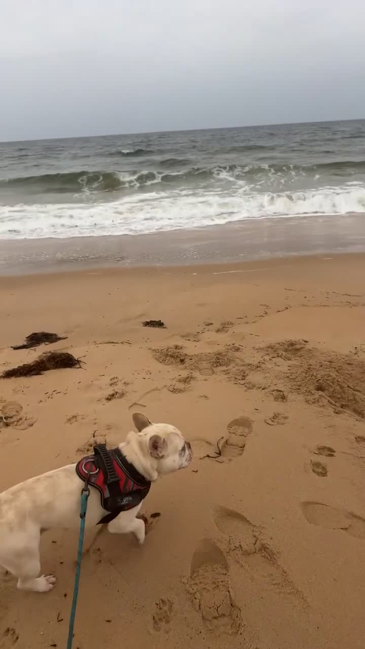 French Bulldog dogs for stud: REGGIE available for stud🔥🔥🔥 in Bradford - Video 2