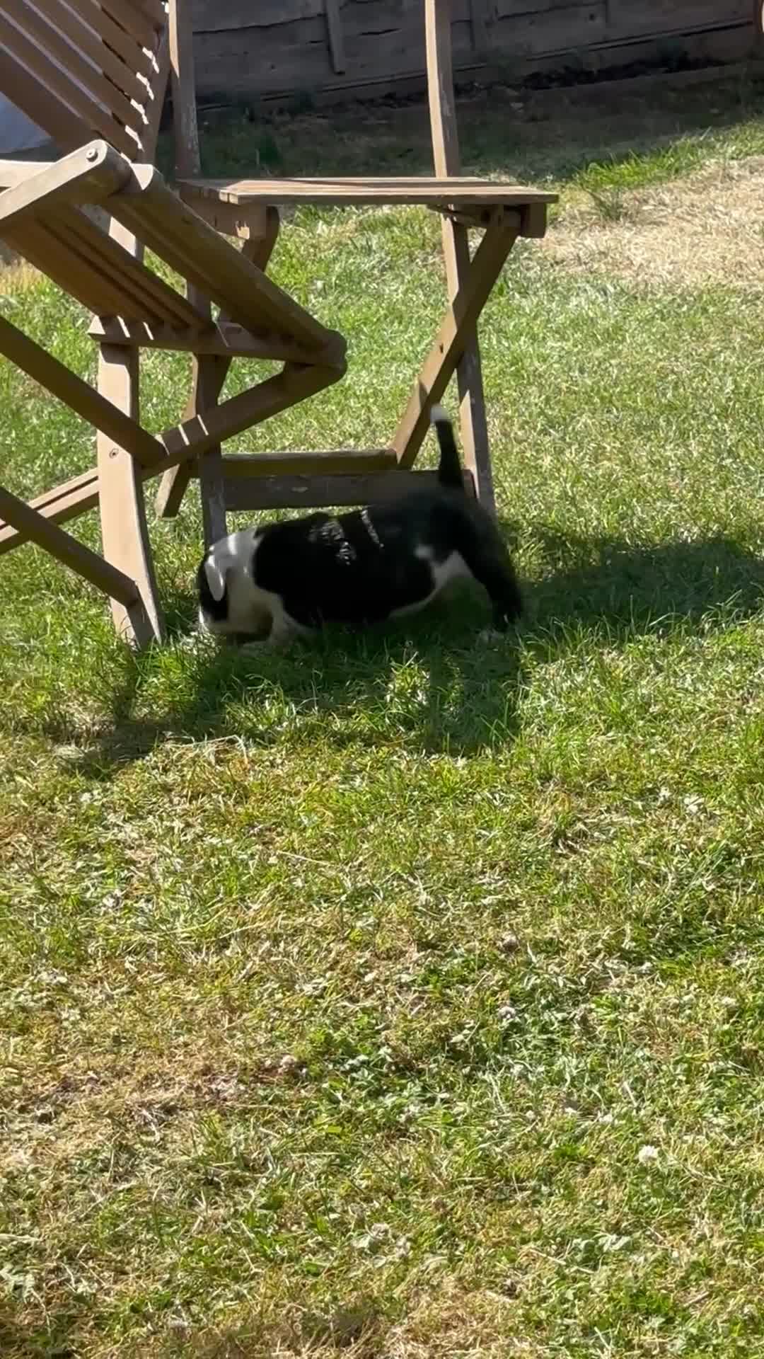 English Bulldog dogs for sale: HEALTH TESTED NEBBR REG OLDE ENGLISH BULLDOG PUPS - Video 3