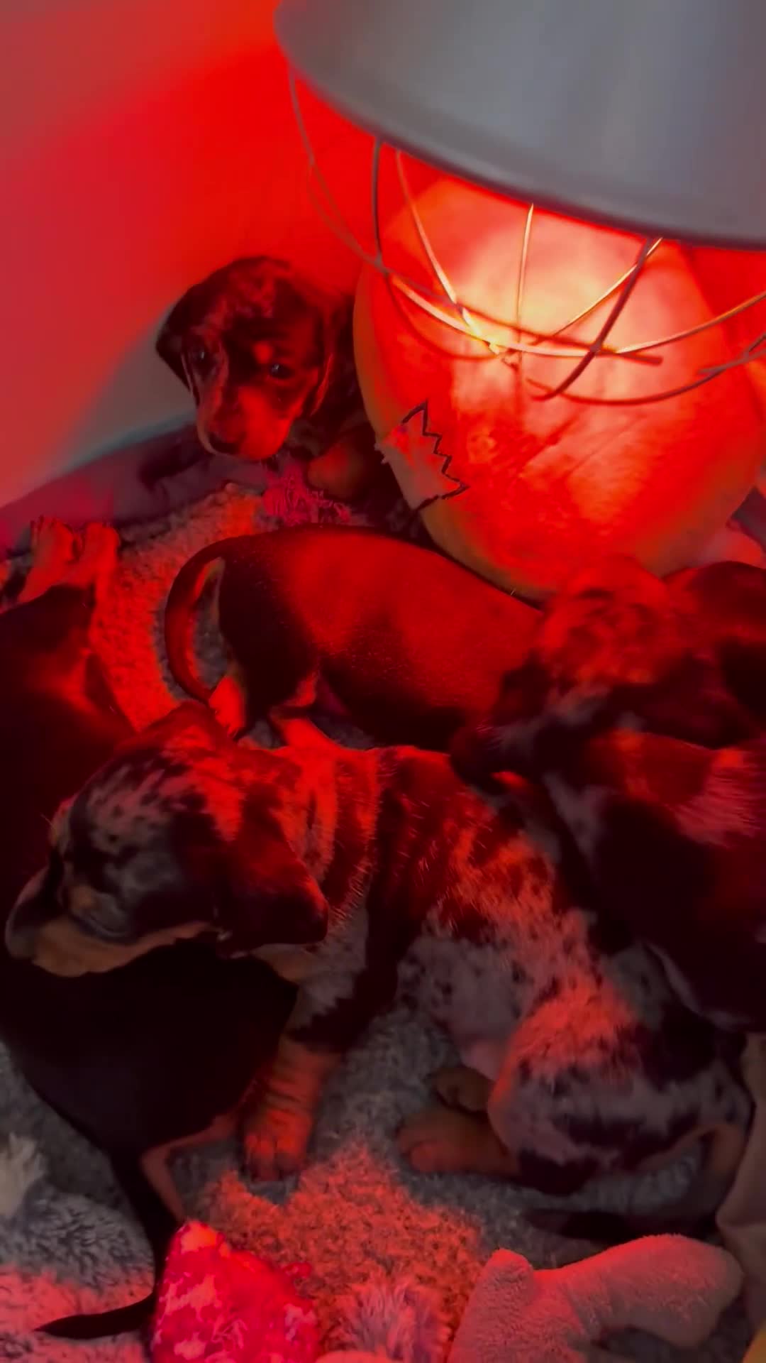 Miniature Dachshund dogs for sale: 1 girl left  in Sheffield - Video 1