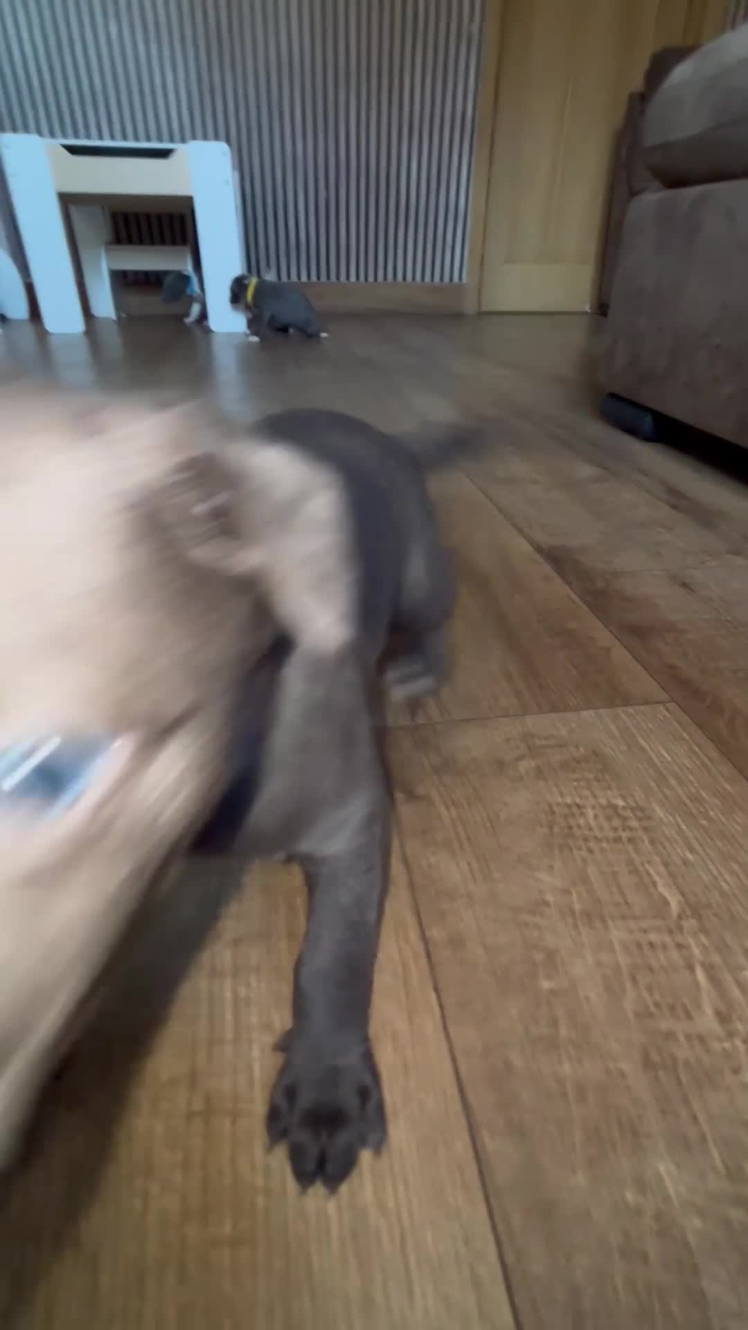 Whippet dogs for sale: Whippet pups for sale x5 boys x1 Girl - Video 1