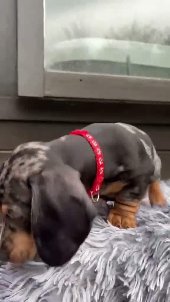 Miniature Dachshund dogs for sale: Miniature Dachshund Lovely Puppies for Sale in Richmond - Video 1
