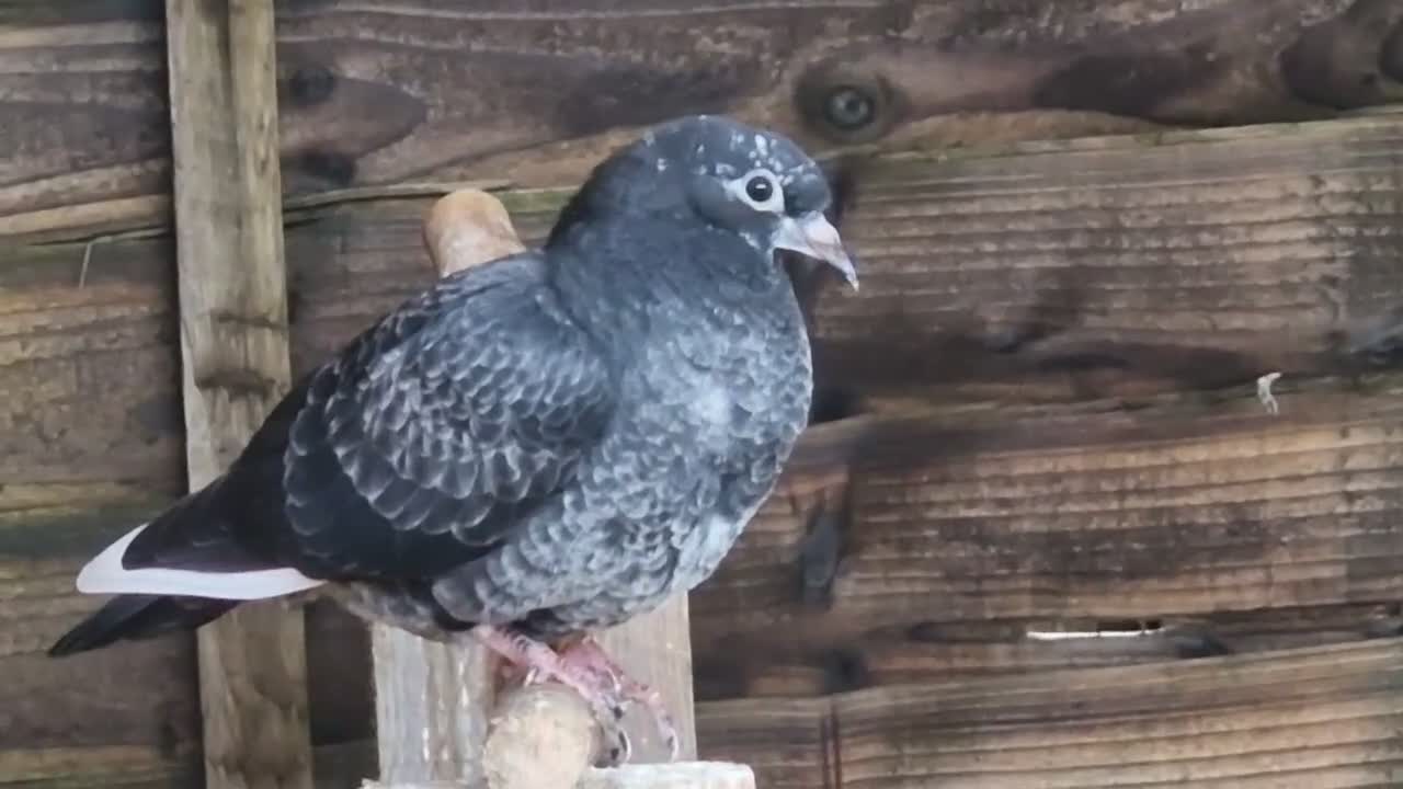 Pigeons birds for sale: White Tumbler baby pigeon for sale - Video 1