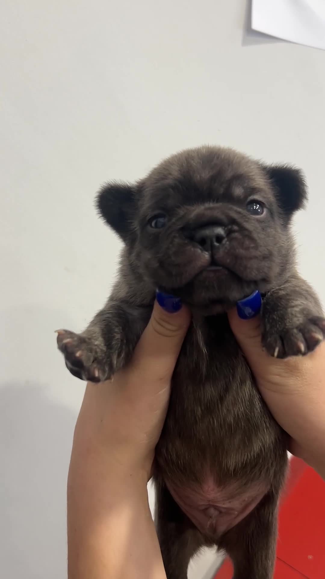 French Bulldog dogs for sale: Fluffy French bulldog puppies  - Video 5