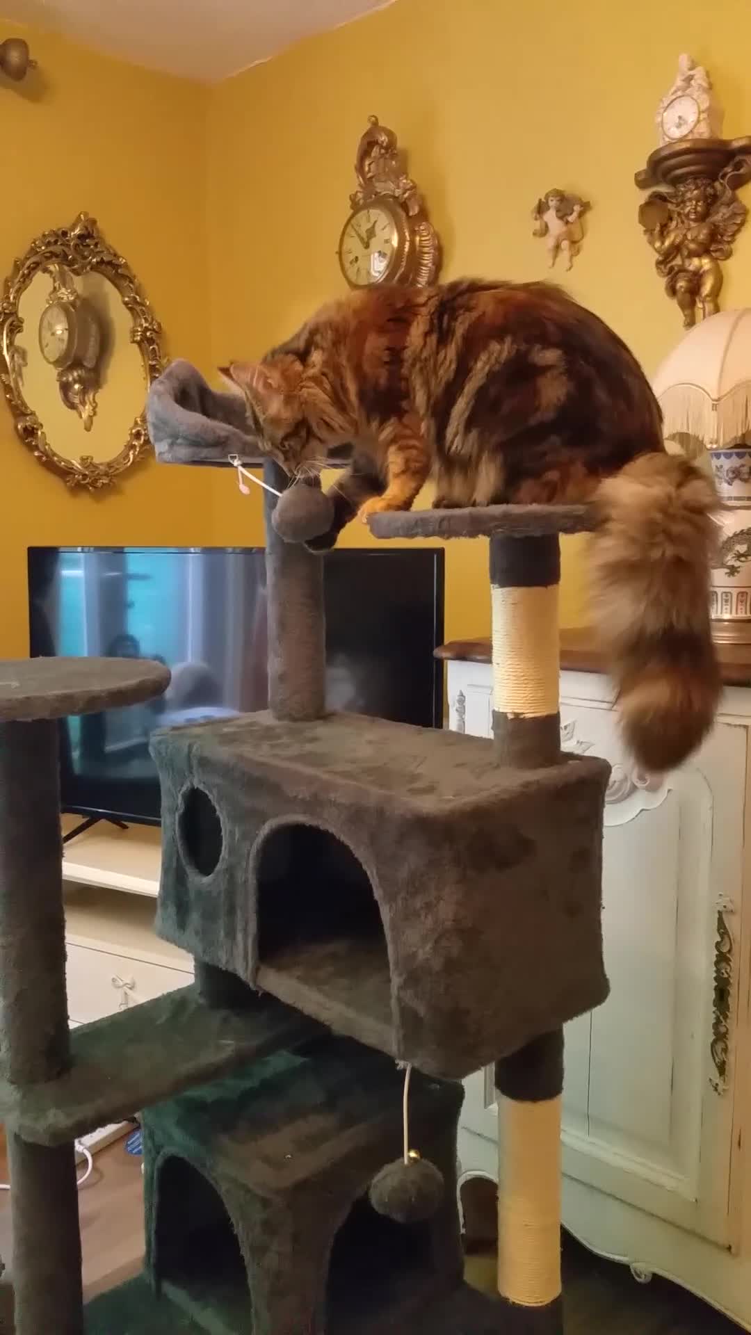 Mixed Breed cats for sale: Long Haired Maine Coon Type Kittens Mixed Breed :) - Video 1